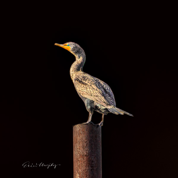 Cormorant on Post