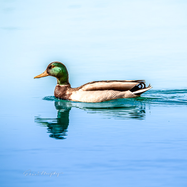 Mallard Drake Swimming