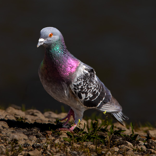 Pigeon on Ground