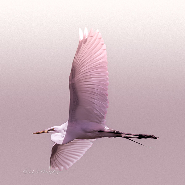 Great Egret in Flight