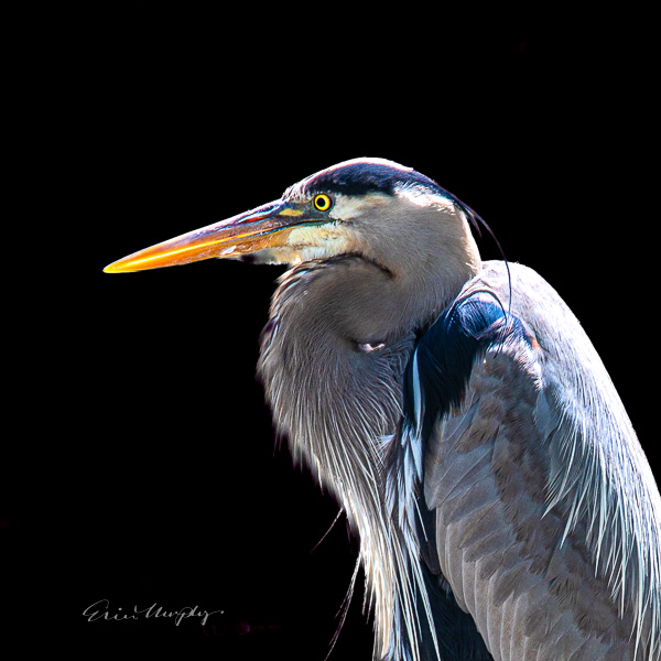 Great Blue Heron Portrait Framed