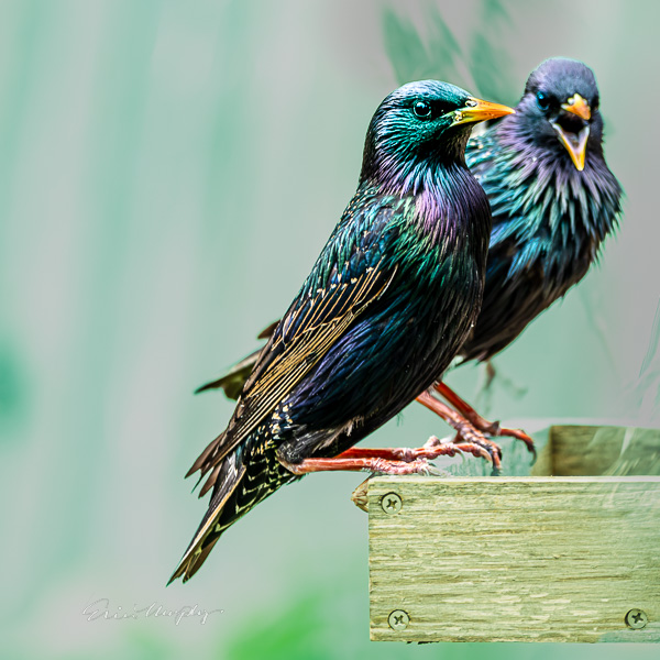 Pair of European Starlings