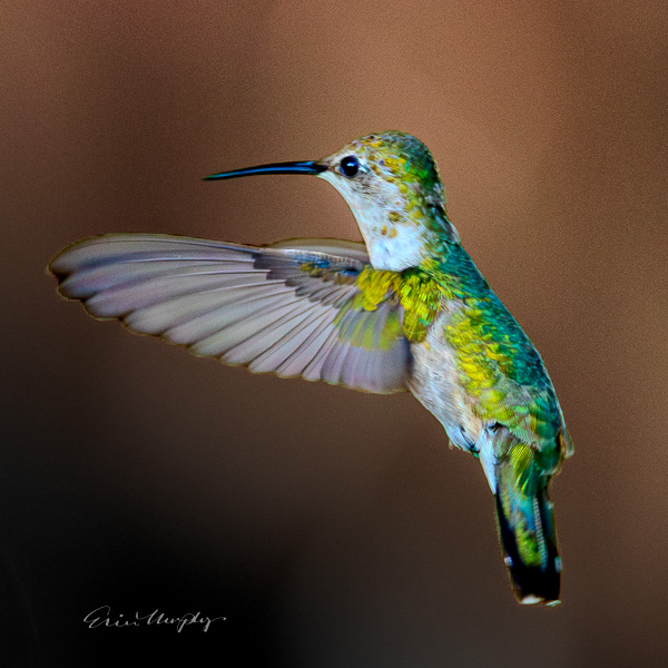 Hummingbird in Flight