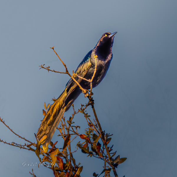 Great-tailed Grackle on Branch