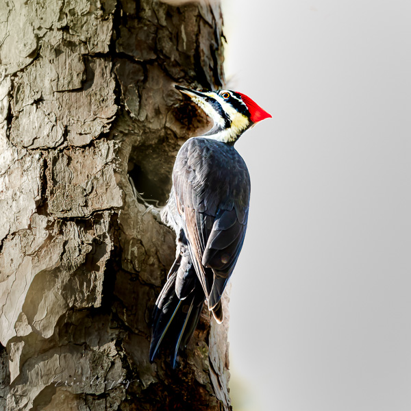Pileated Woodpecker