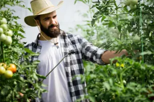 Agricultor cuidando sus cultivos de tomate