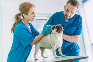 2 veterinarios dando tratamiento a un perro en su clínica