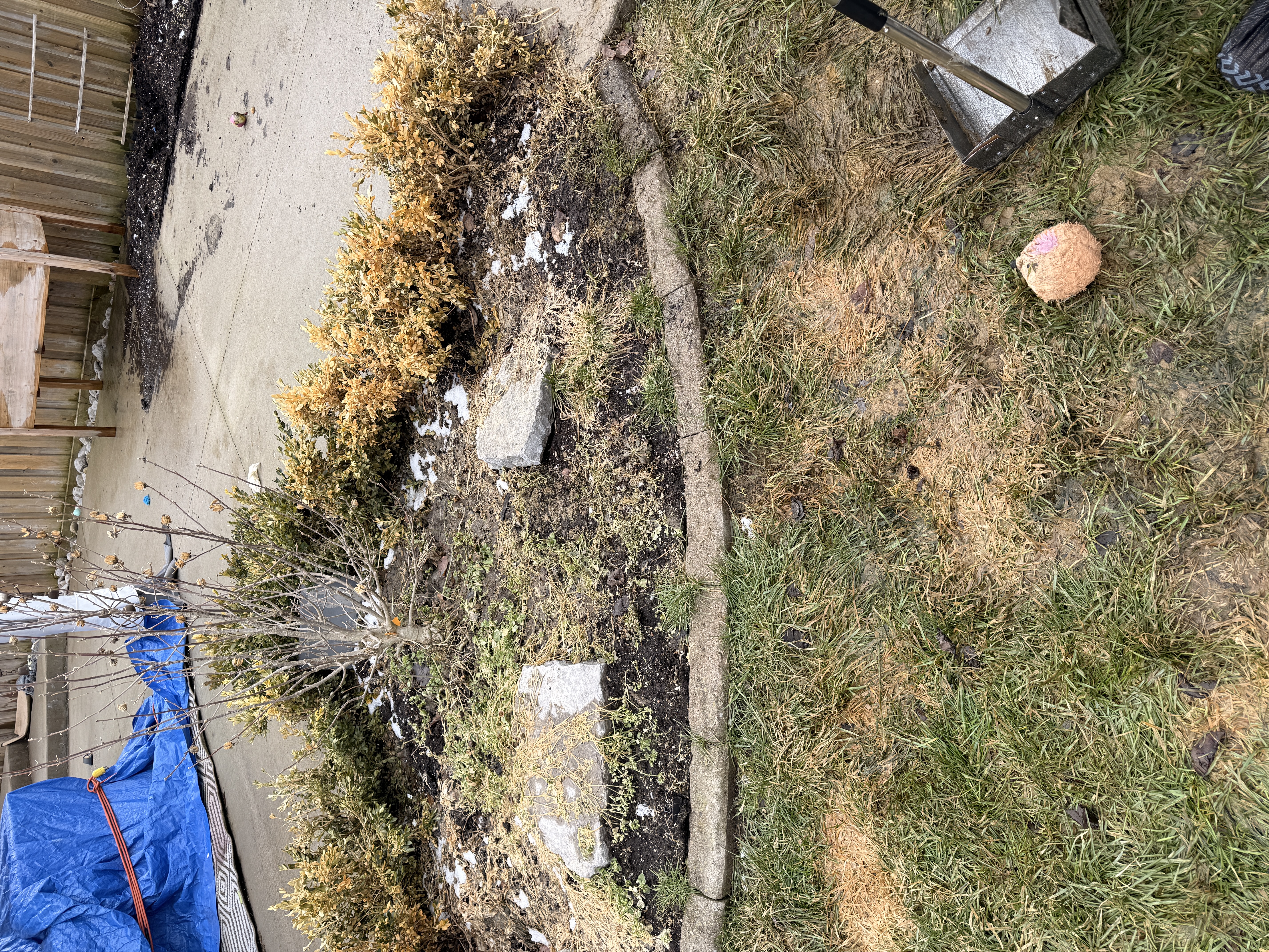 Front garden bed after Legendary Scoop