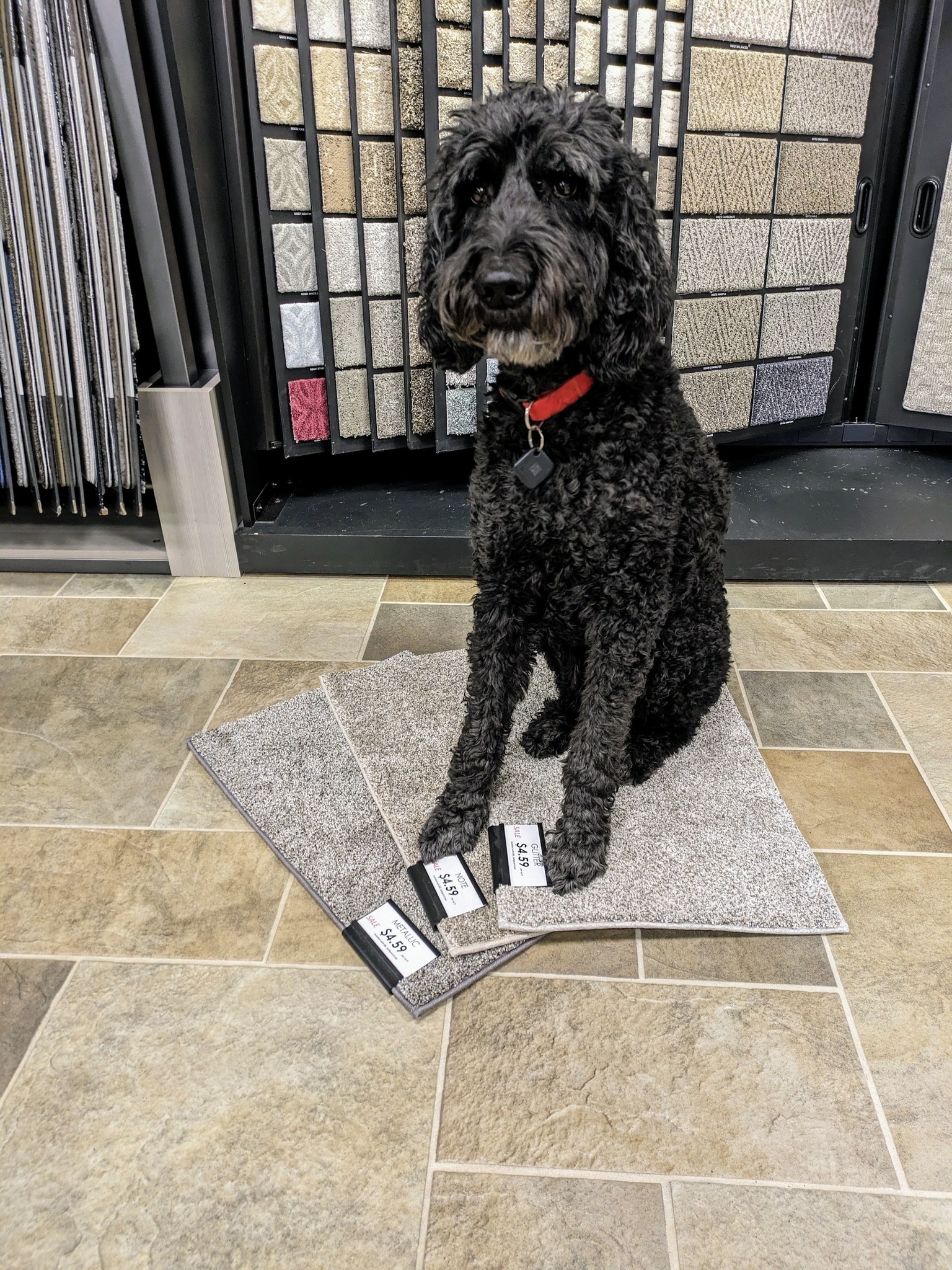 Noodles the shop dog at Kelly's Flooring showroom