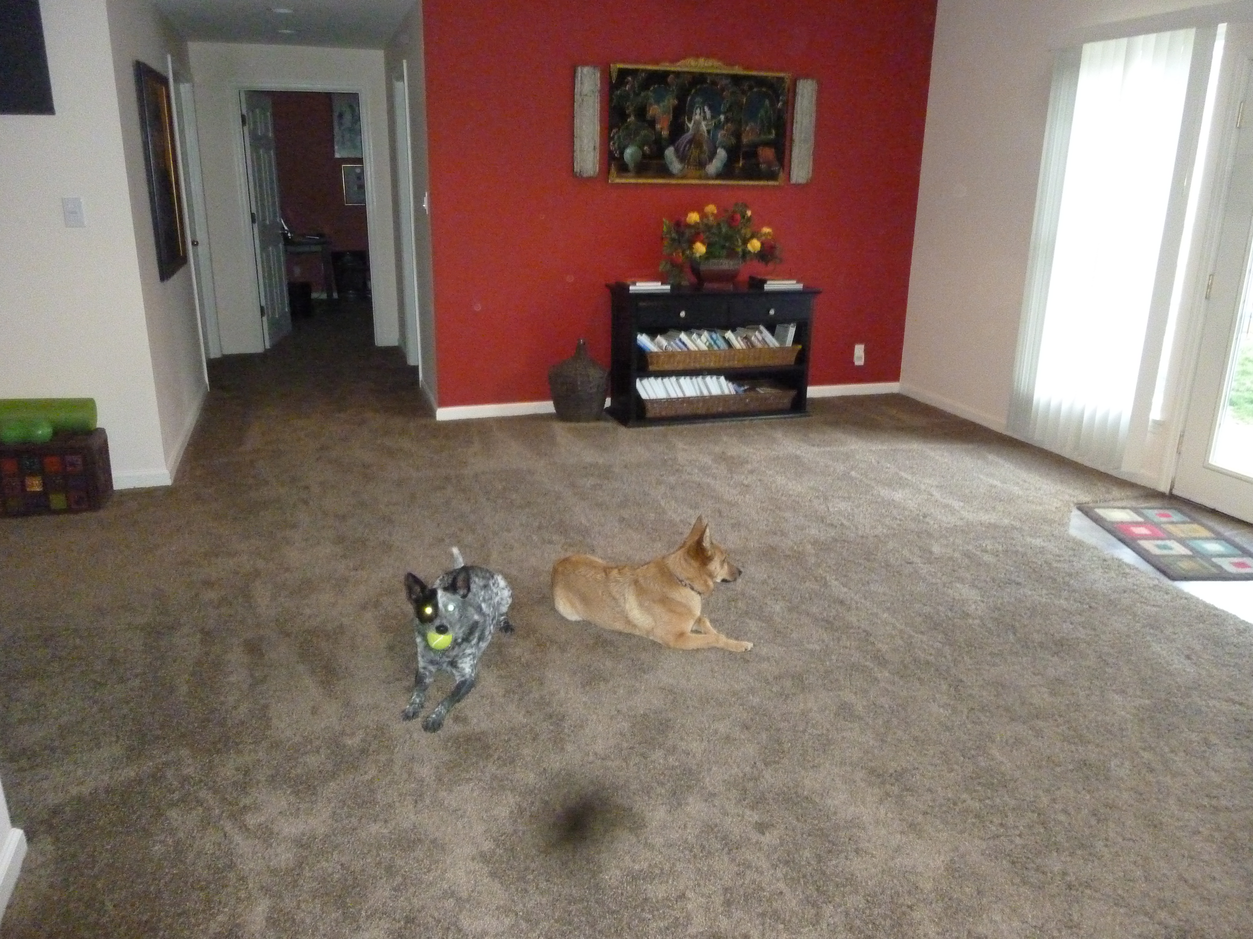 Cozy carpet installation in home