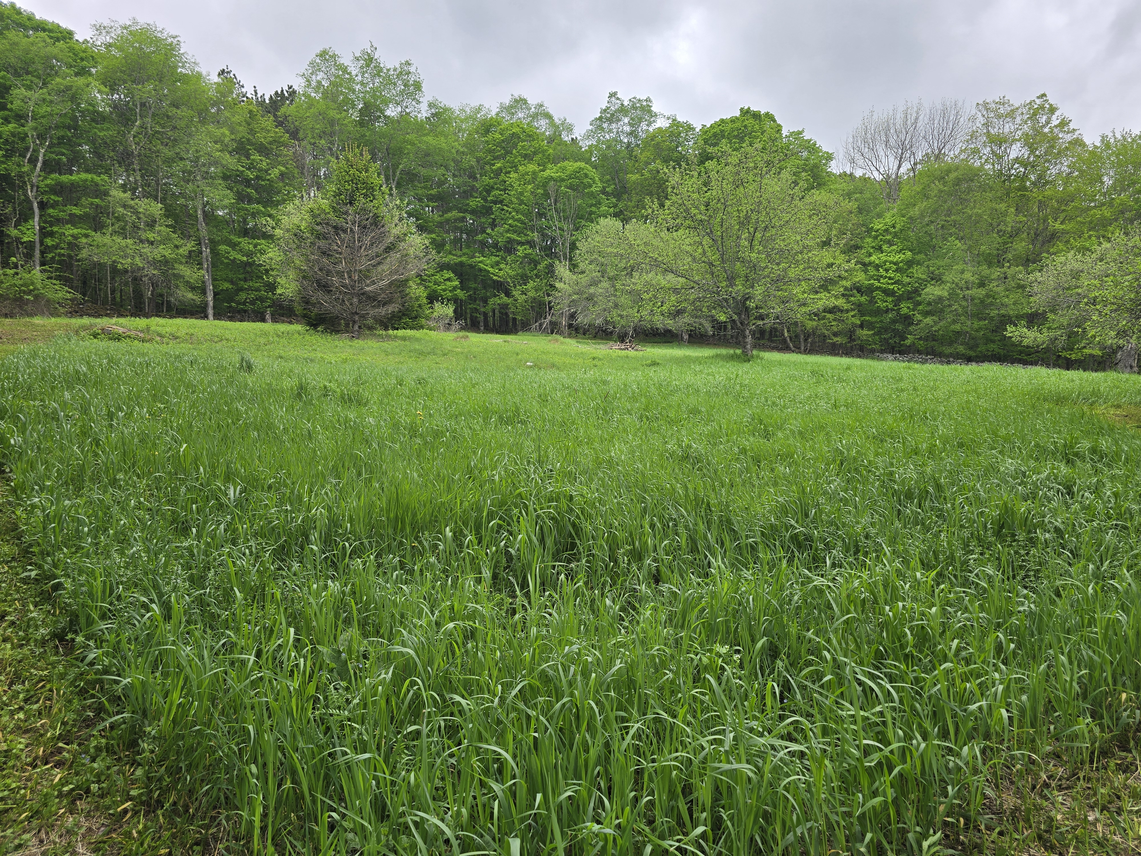 Overgrown Grass Overgrown Grass