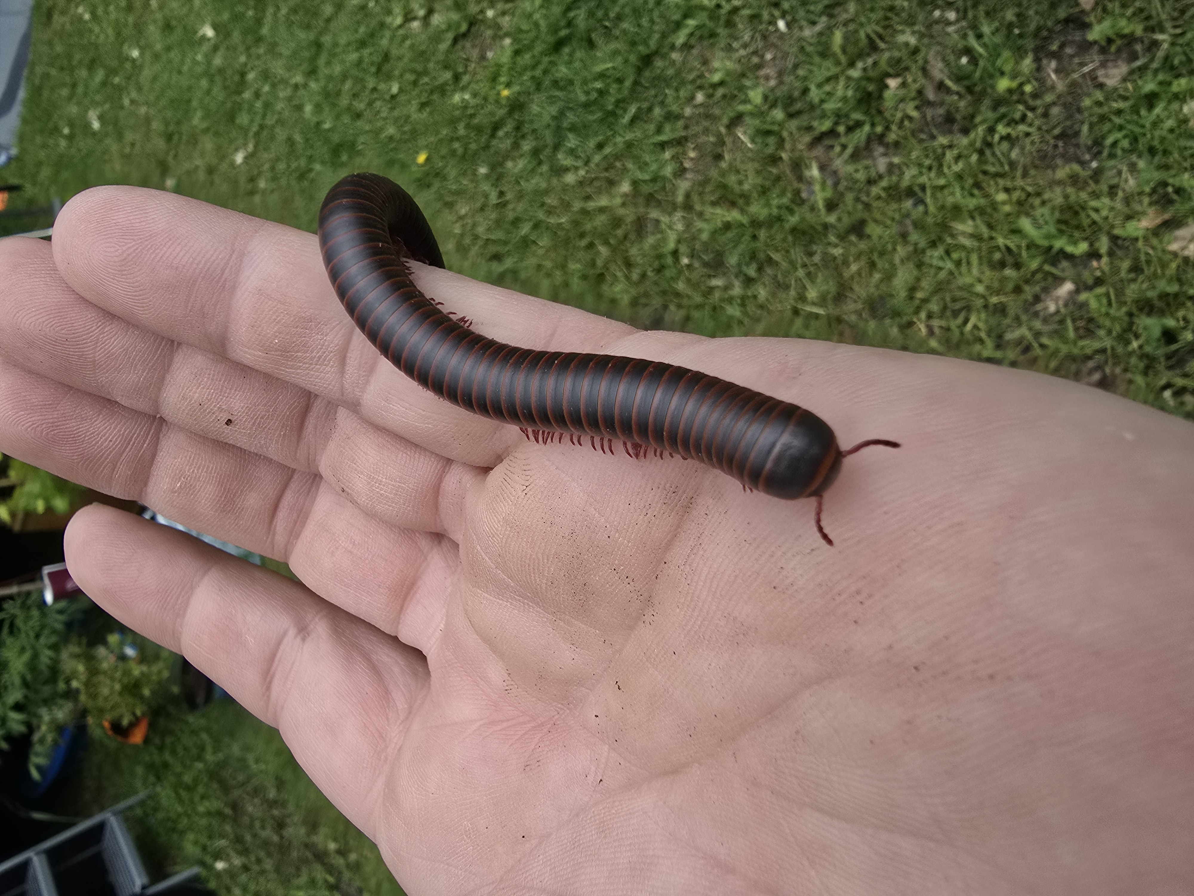 millipede on hand millipede on hand