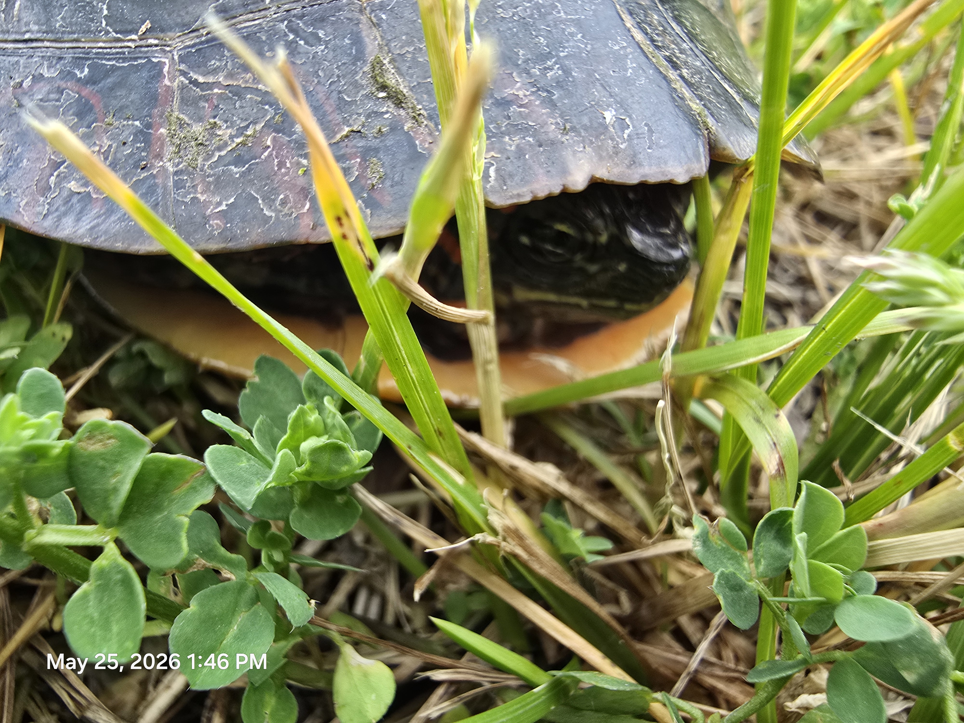 turtle turtle
