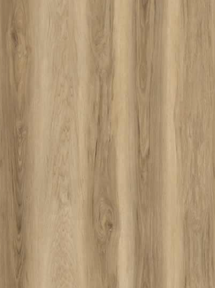 Carolina Hickory
