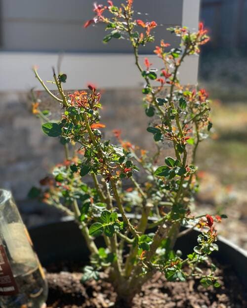 Landscaping and irrigation in Bulverde TX