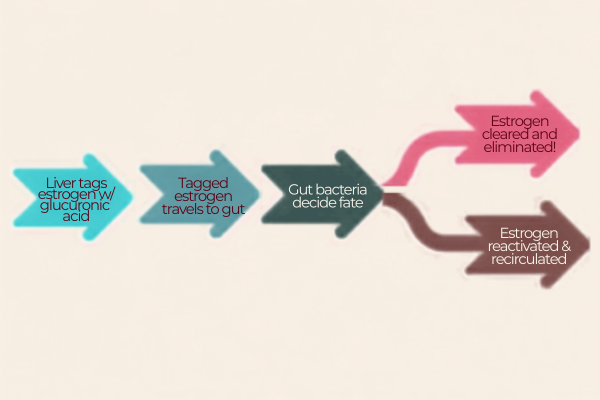 Infographic showing how the liver tags estrogen for elimination, sends it to the gut, and how gut bacteria determine whether estrogen is cleared from the body or reactivated and recirculated Infographic showing how the liver tags estrogen for elimination, sends it to the gut, and how gut bacteria determine whether estrogen is cleared from the body or reactivated and recirculated