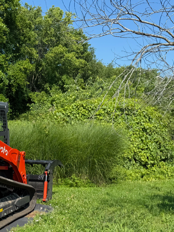 Forestry mulching machine clearing overgrown land