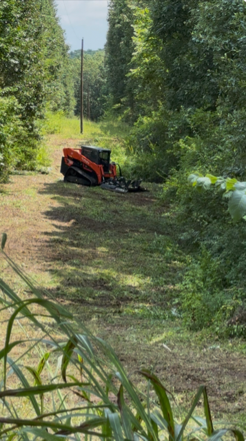 Brush clearing results on overgrown property