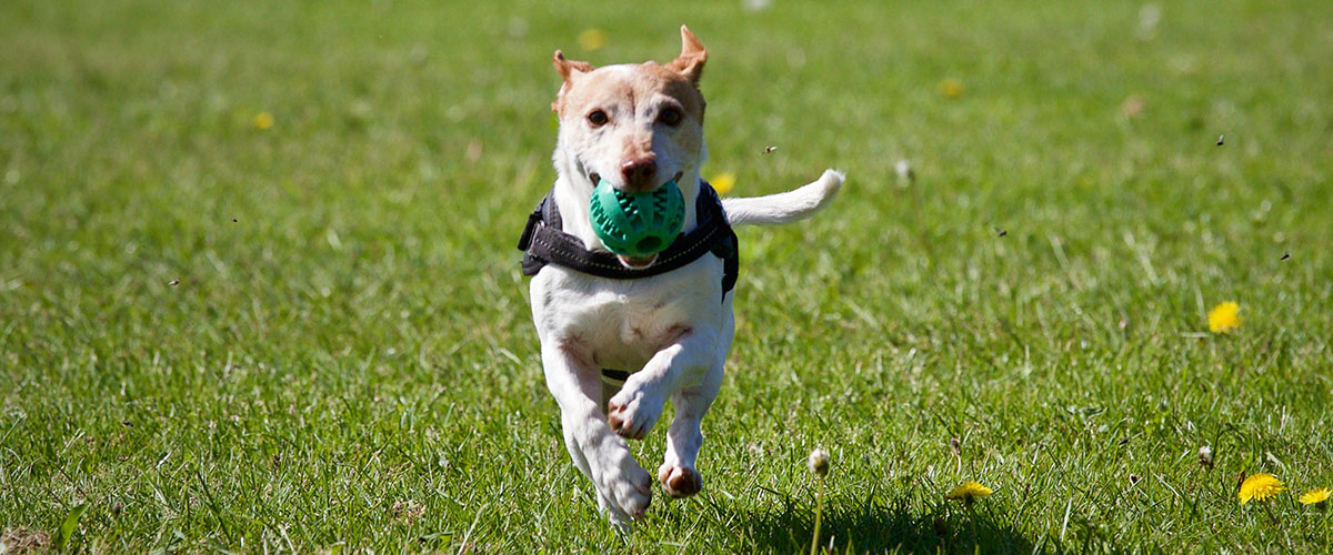 Jack Russell Terrior dog, Running Toward Camera with Green Toy Ball in Mouth