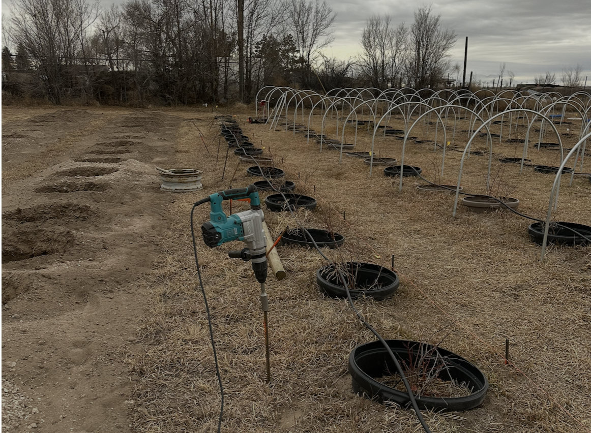 Low tunnels getting installed over blueberry rows Low tunnels getting installed over blueberry rows