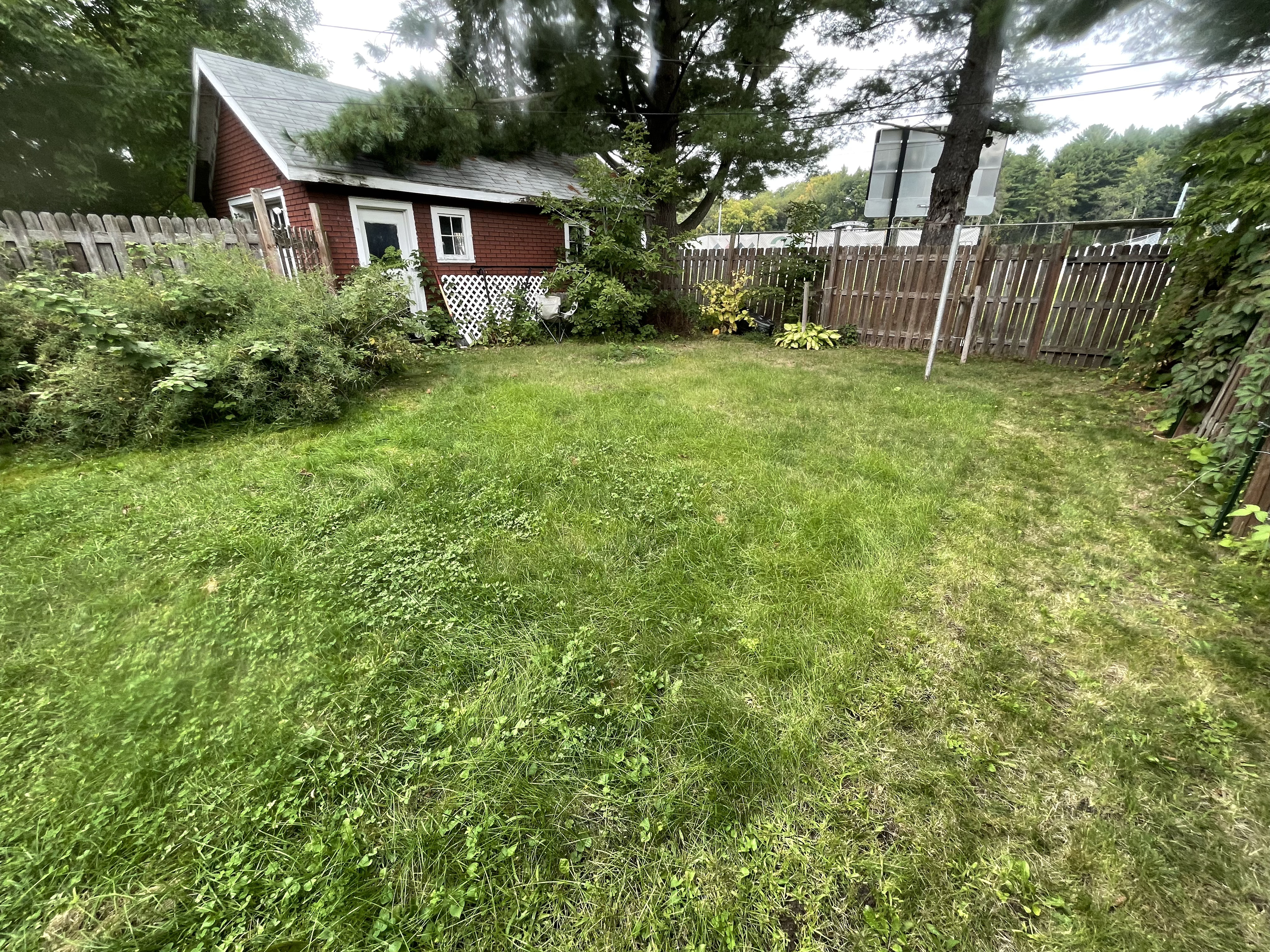 Backyard with tall grass and uneven lawn before lawn mowing service by Mr. Pigs Lawn Care.jpg