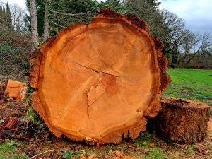 {{ custom_values.service_2 }} in {{custom_values.area_3})