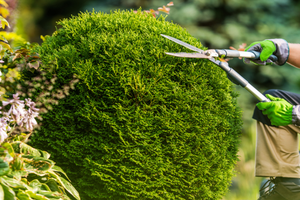 Bed/Plant Maintenance Hamilton