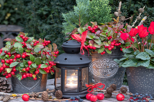 Flower Pot Installation Hamilton