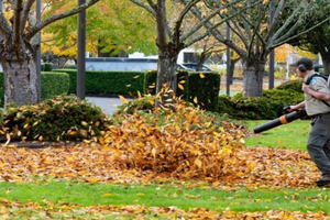 Bed/Plant Maintenance Hamilton