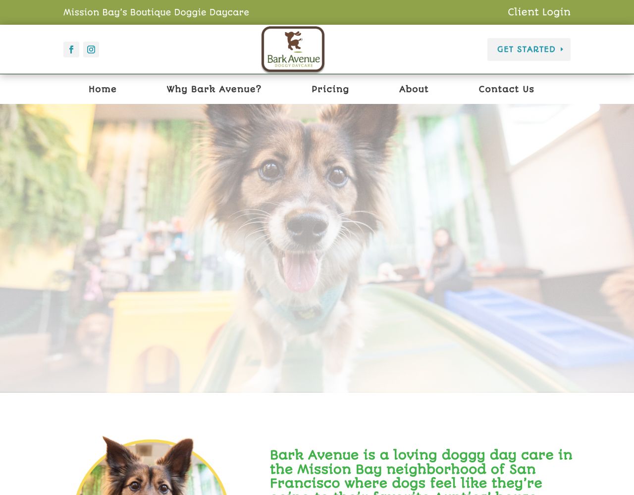 Bark Avenue website design by DigiWoof