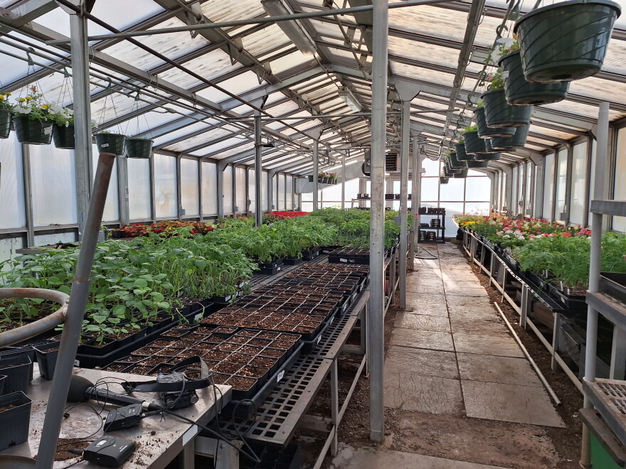 Greenhouse and plants