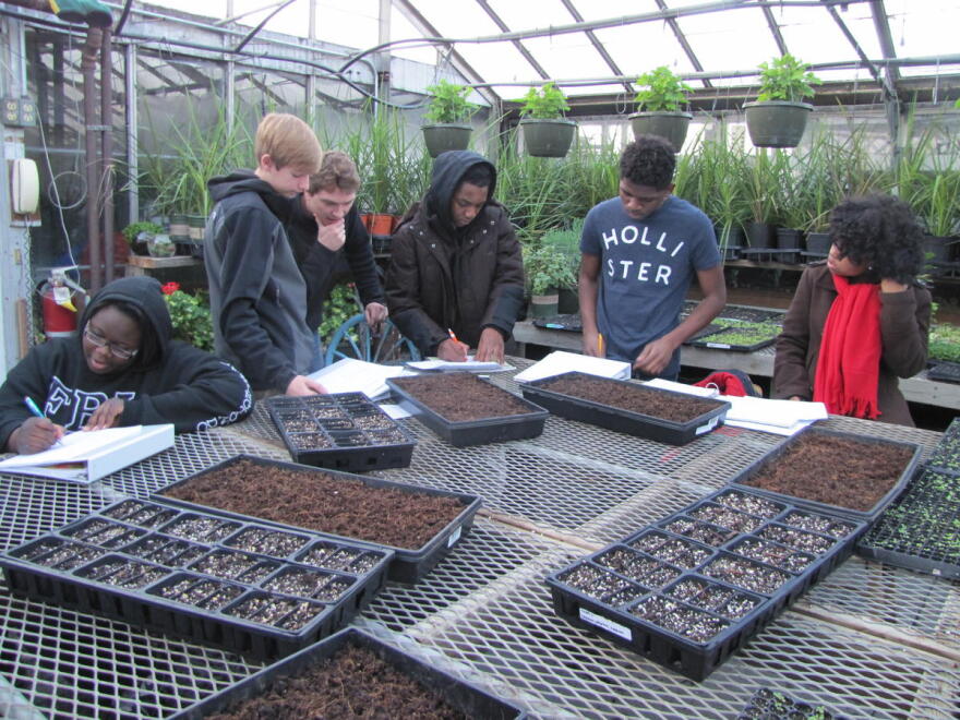 Students working with plants in a greenhouse