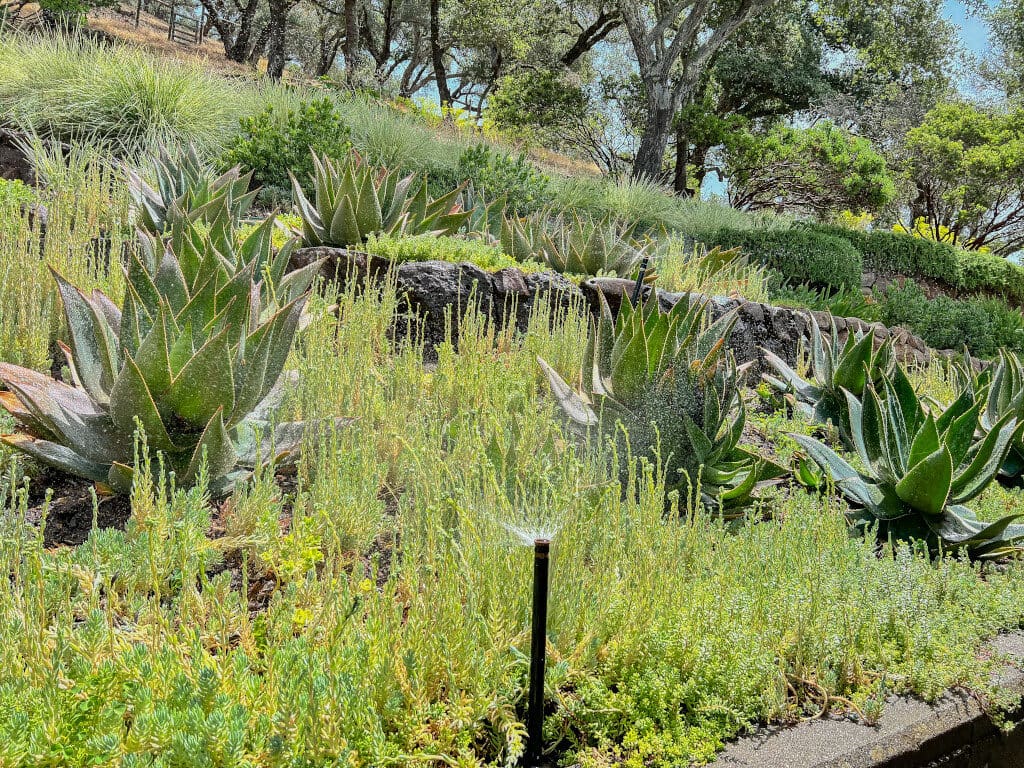 Landscaping project in Napa Valley