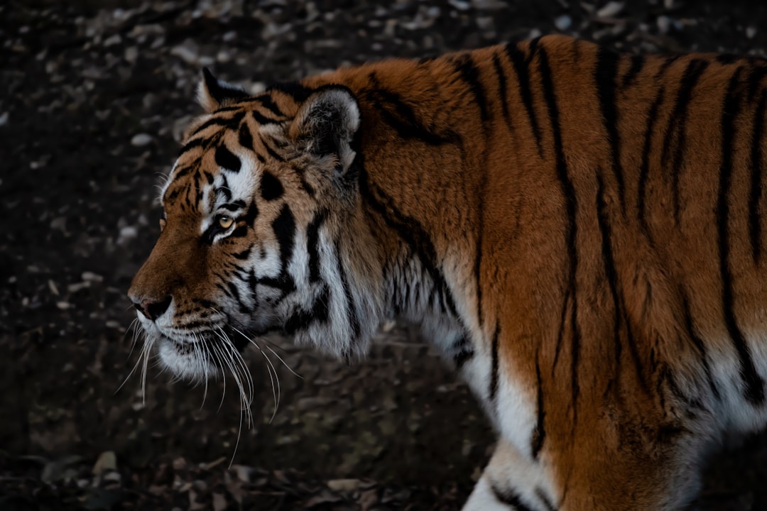 Tiger im Tierpark Hellabrunn München