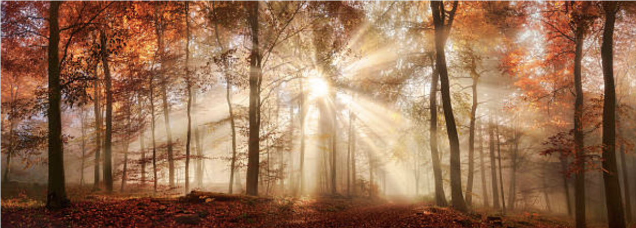 Sunlight streaming through an autumn forest