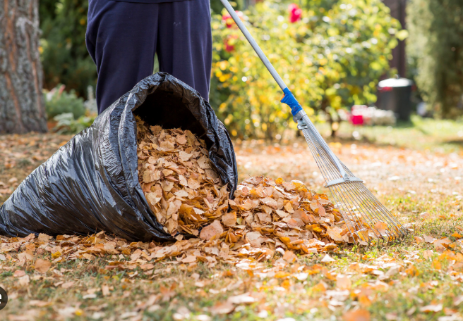 Seasonal Yard Cleanups in Austin, TX