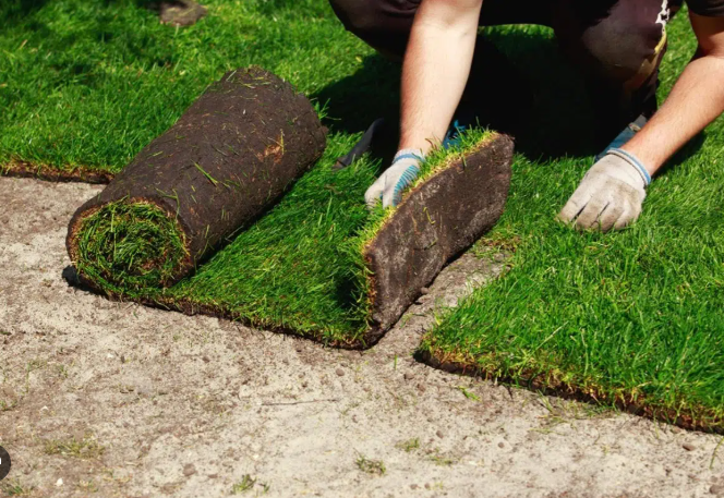 Sod Installation in Austin, TX