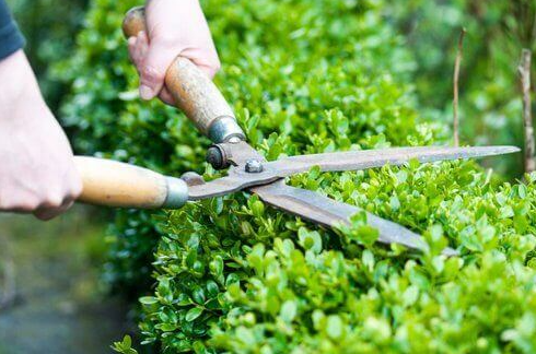 San Antonio, TX Bush & Hedge Trimming