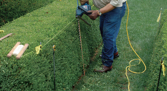 Montgomery, TX Bush & Hedge Trimming