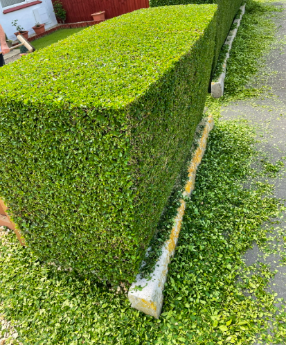 Austin, TX Bush & Hedge Trimming