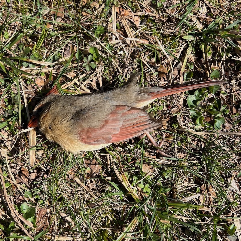 A dead female Northern Cardinal on the grass. A dead female Northern Cardinal on the grass.