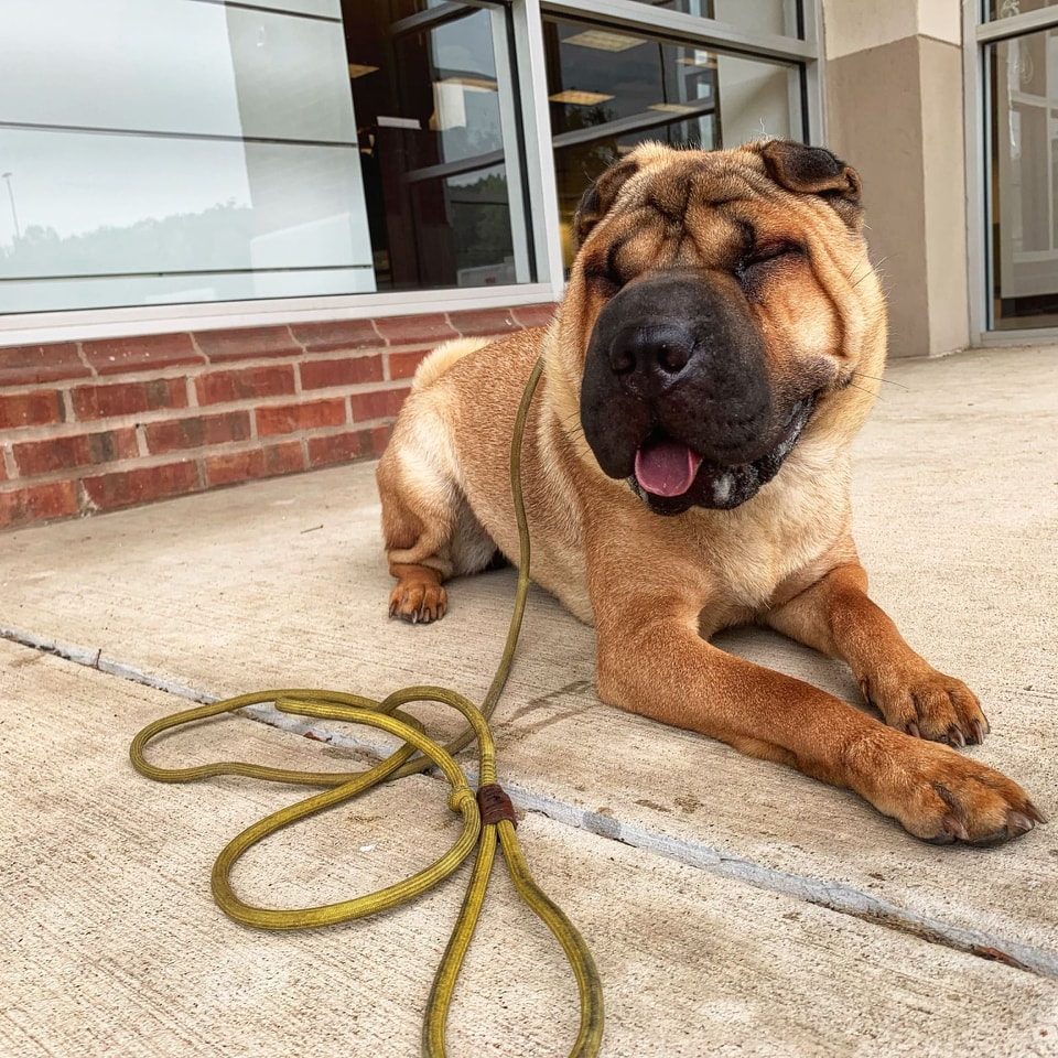 Group Dog Training St Louis MO group-dog-training-st-louis-mo