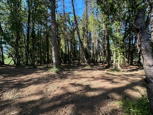 {{ custom_values.service_1 }} in {{custom_values.area_1})