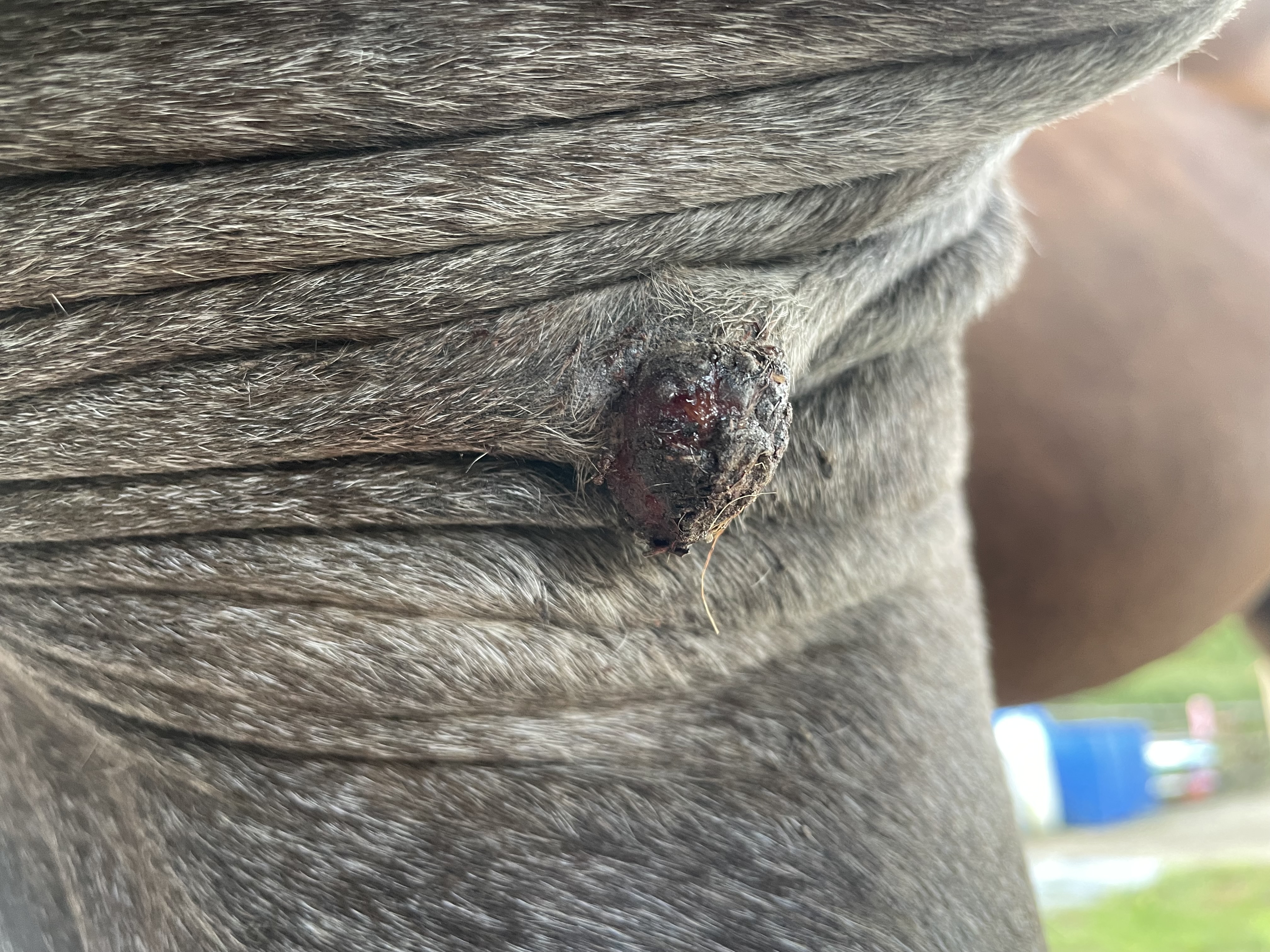 picture of fibroblastic sarcoid on a horse