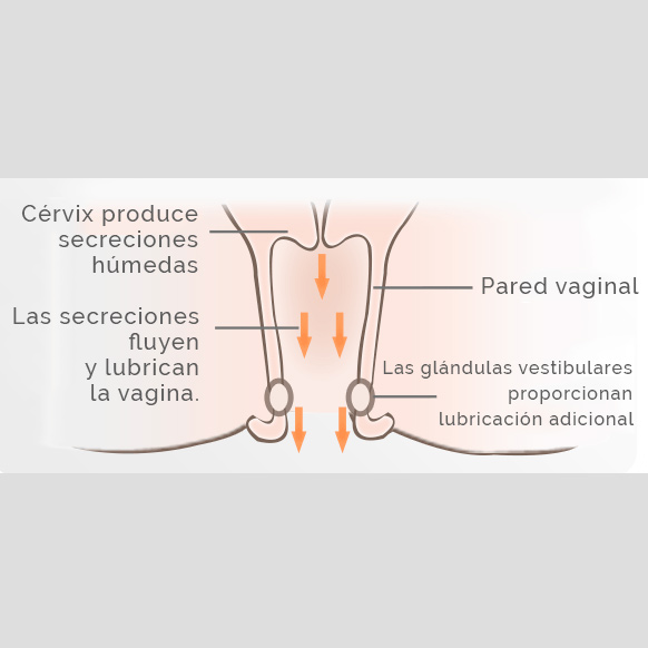 Sequedad vaginal