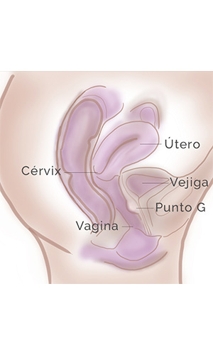 Esquema aumento del punto G