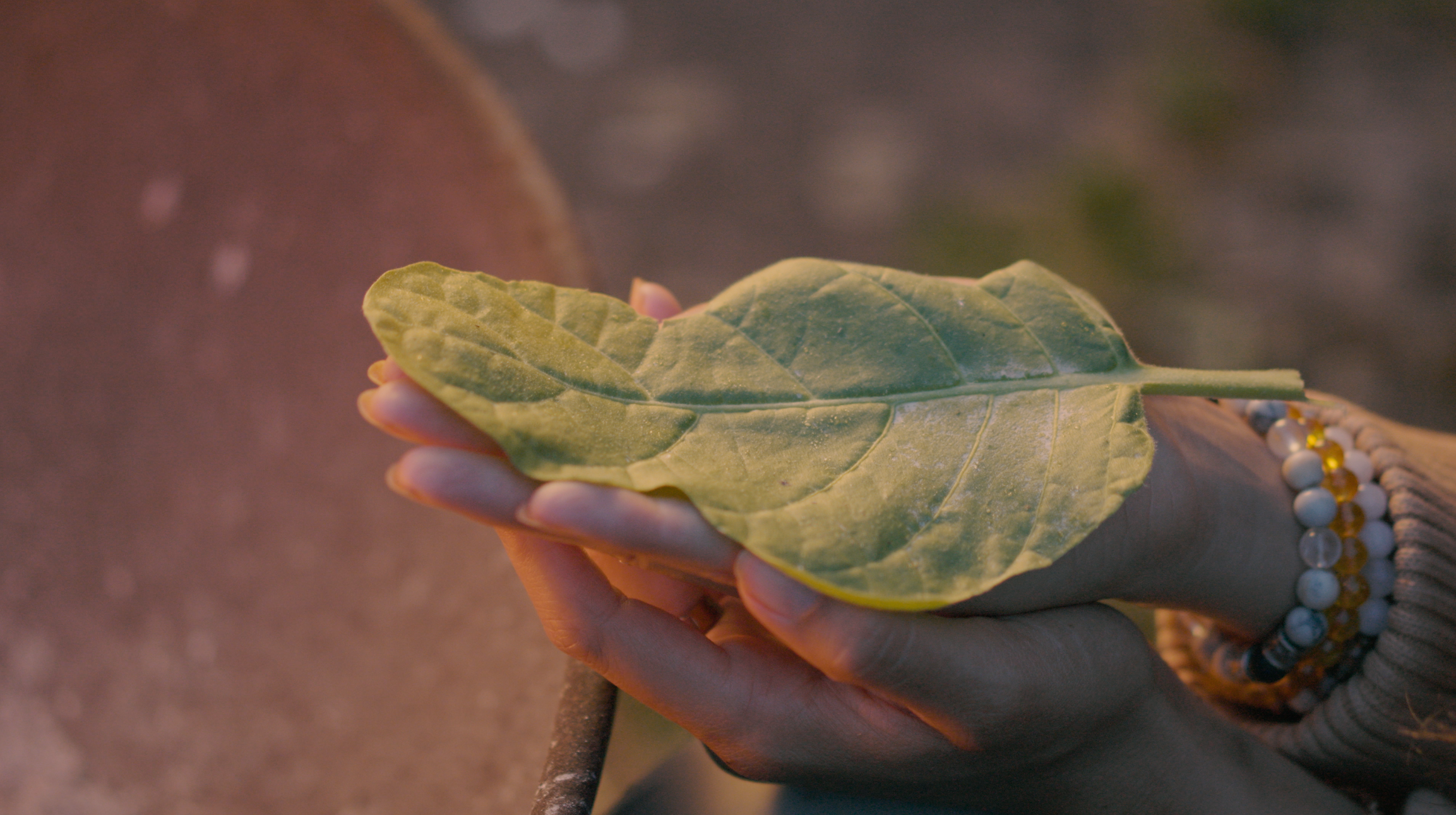 Hands holding a tobacco leaf