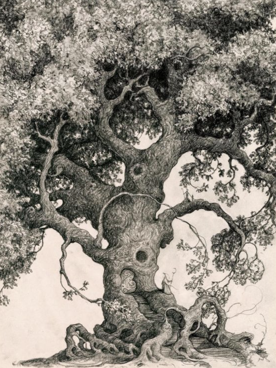 Detailed illustration of an ancient Oak with a broad canopy, winding branches and deep roots