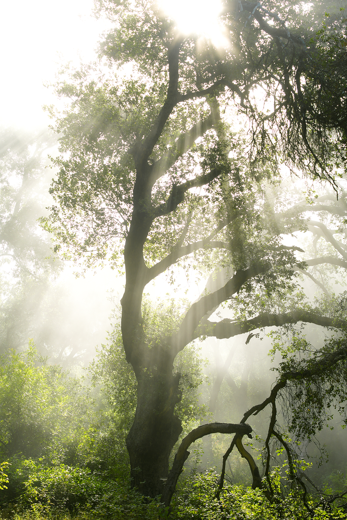 Sunlight streaming through the branches of an Oak
