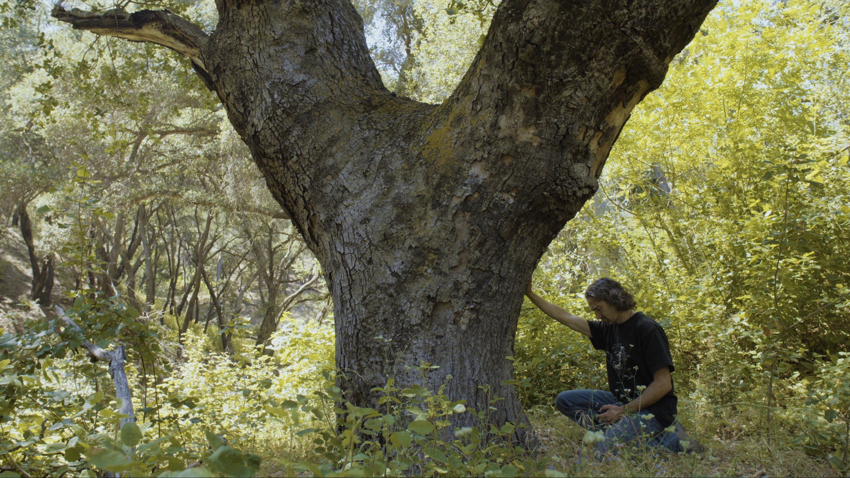 A person resting a hand on the broad trunk of an ancient Oak